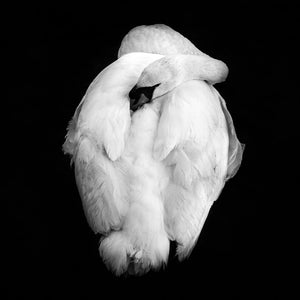 Sleeping Swan